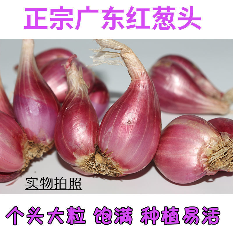 广东(广东东莞天气)